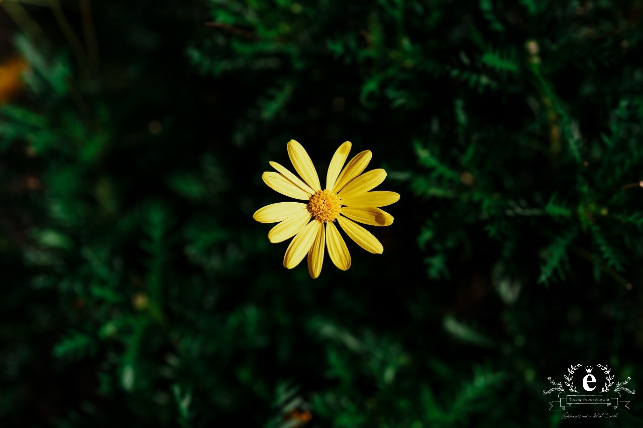鹿島神宮 挙式 神前式 和婚 神社挙式 カシマ 茨城神前式 茨城神社挙式 茨城結婚式 鹿嶋市 鹿嶋和装 レンタル プロデュース 衣装 メイク 着付け 鹿嶋結婚式 鹿島神宮楼門 白無垢 色打掛 自由 結婚式 水戸エクラ