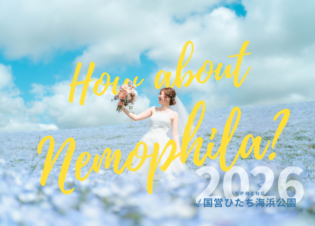 ネモフィラ ネモフィラフォト ネモフィラ前撮り ネモフィラフォトウェディング ひたち海浜公園 ネモフィラ ウェディングフォト フォトウェディング 前撮り 茨城前撮り 茨城フォトウェディング みはらしの丘 エクラ スタジオ 写真 おしゃれ 自由
